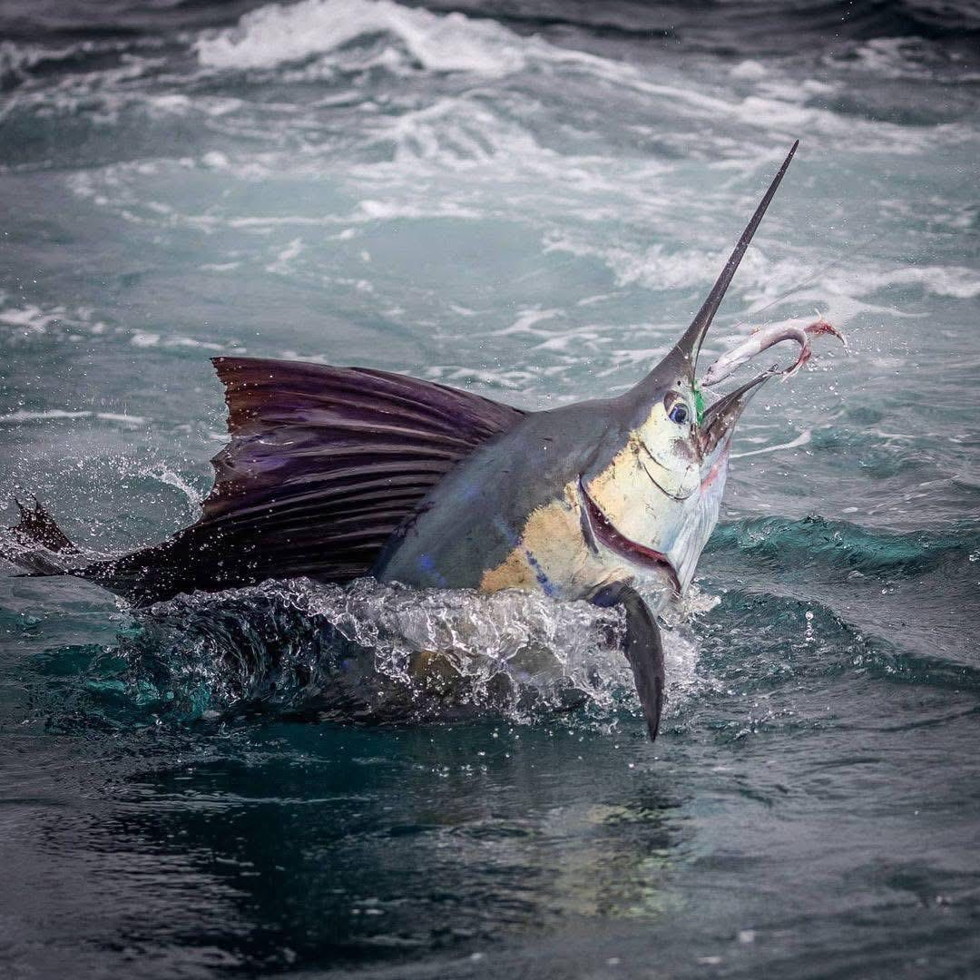 A sailfish with its sail fin raised breaking the surface of choppy blue water on the hook