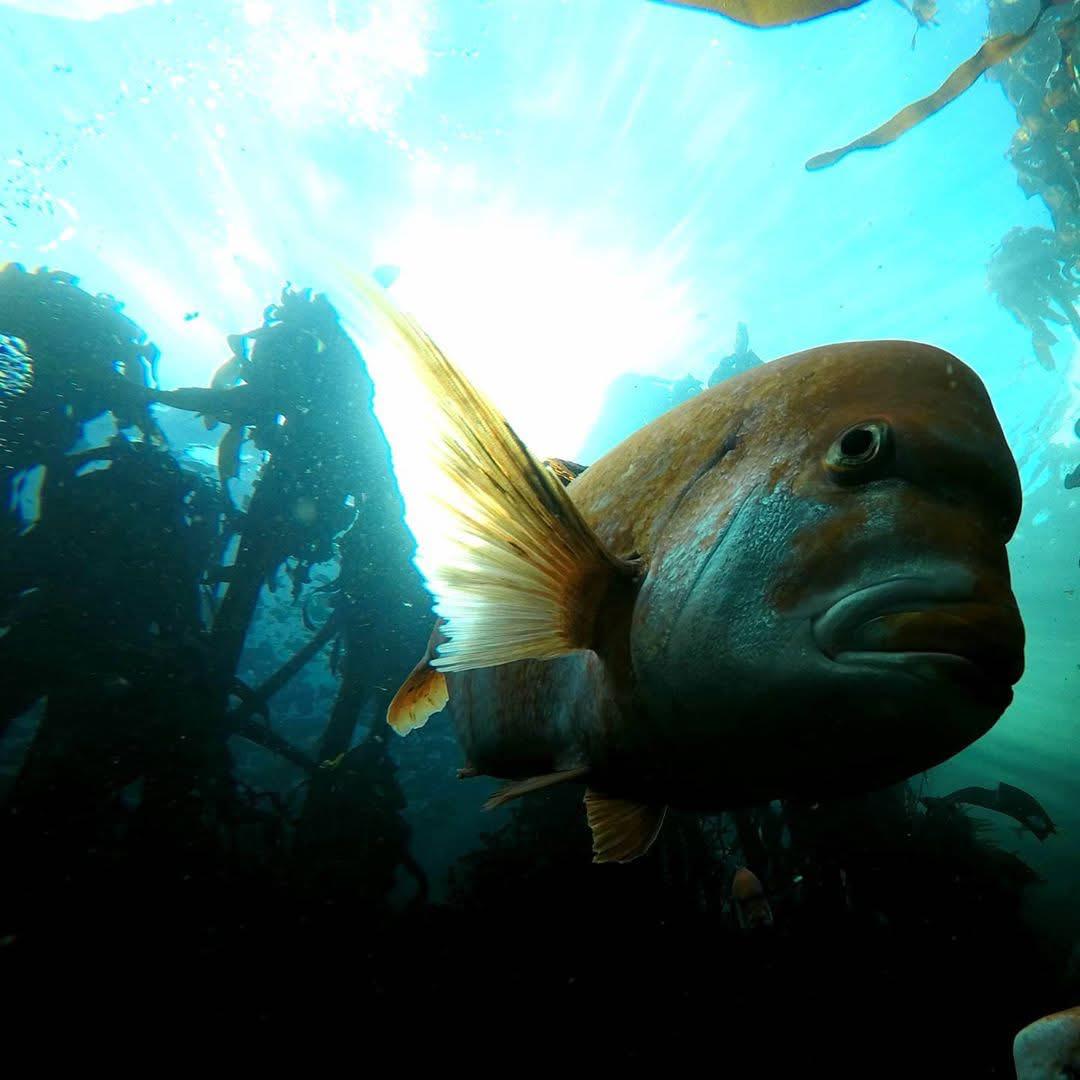 A large fish seen close-up underwater among kelp, with sunlight rays streaming down through clear blue water